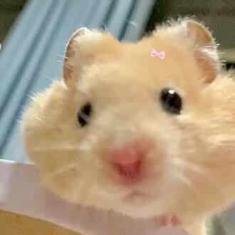 Little Furry Kid 77